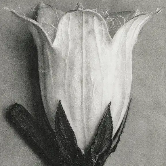 Imagine pentru serviciu