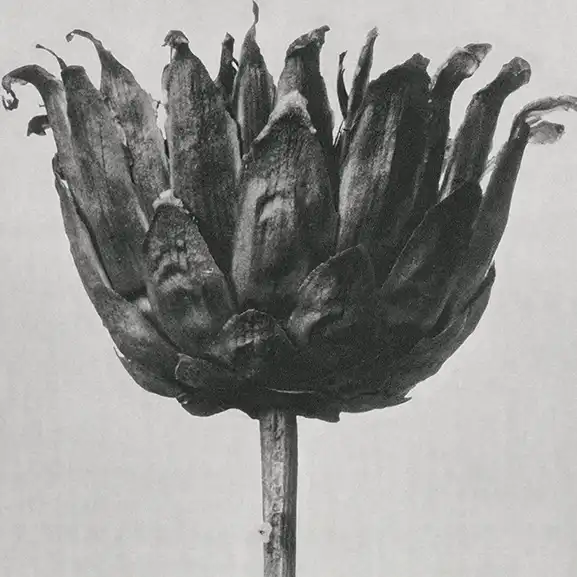 Imagine pentru serviciu